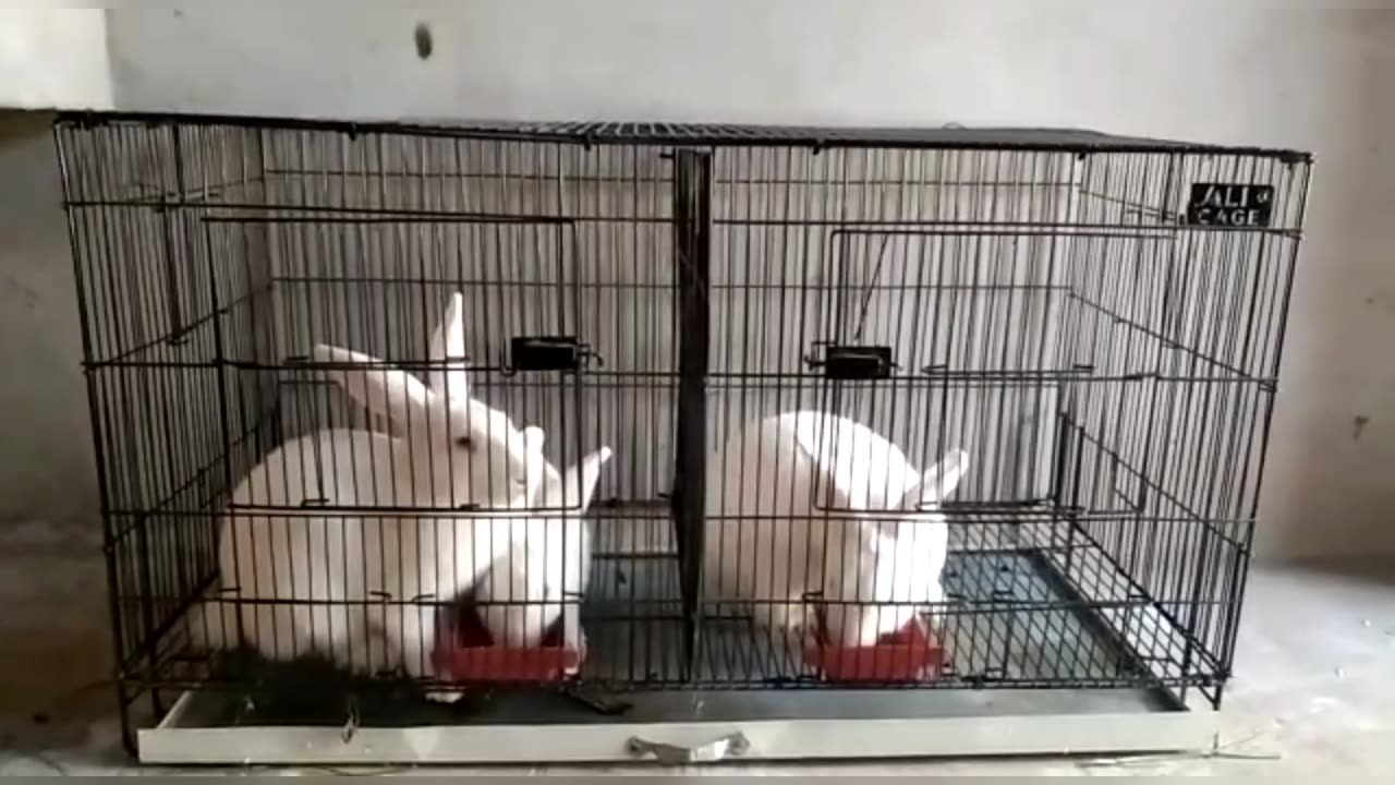 RABBIT FARMING IN PAKISTAN