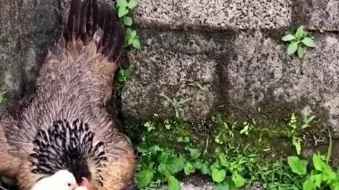 Mother hen protects her chicks😱 #wildanimals #kingcobra #snake #chicken #animals