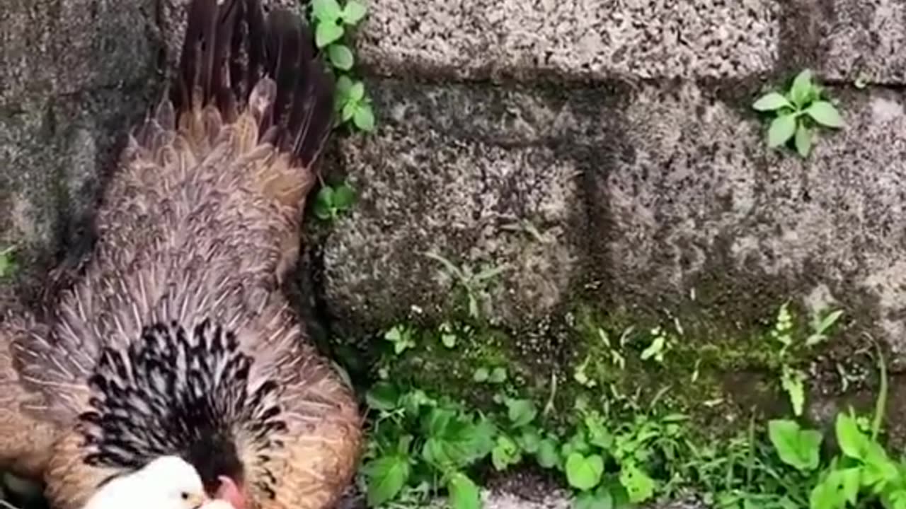 Mother hen protects her chicks😱 #wildanimals #kingcobra #snake #chicken #animals