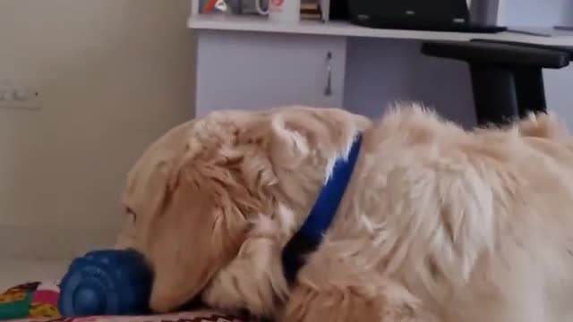 Dog Decided to Work out
