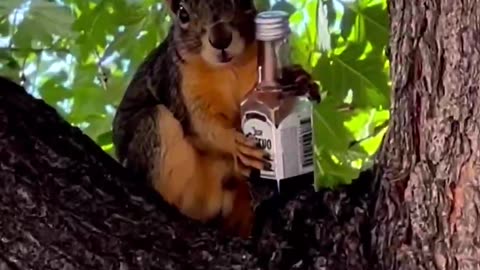 Drunken squirrel that surprise?