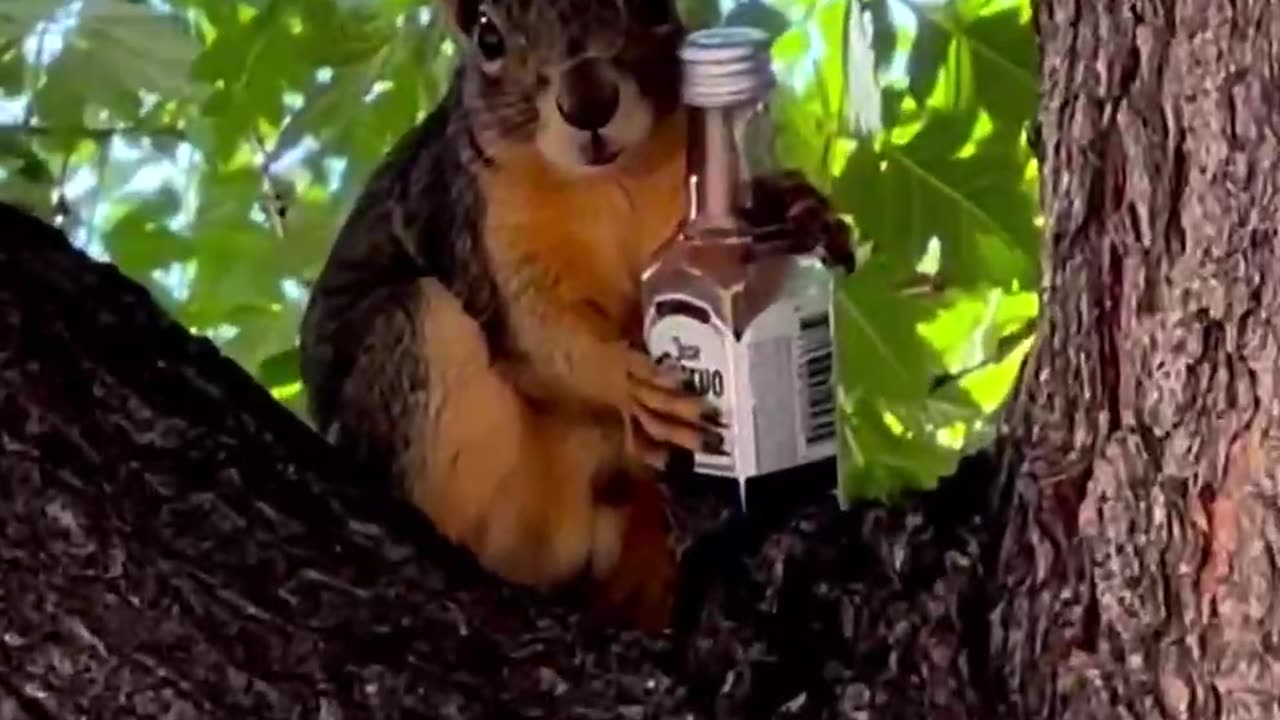 Drunken squirrel that surprise?