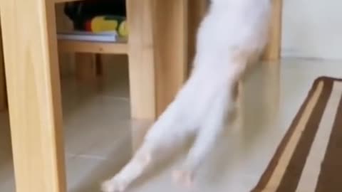 Cat funny video 🙀 funny cats