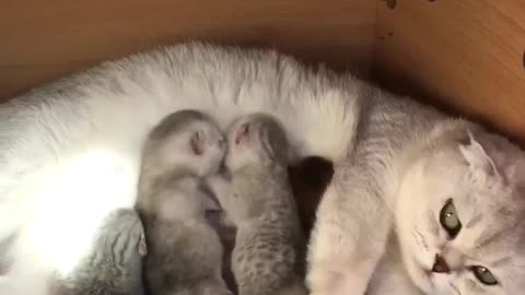 Kitties fight for mother milk