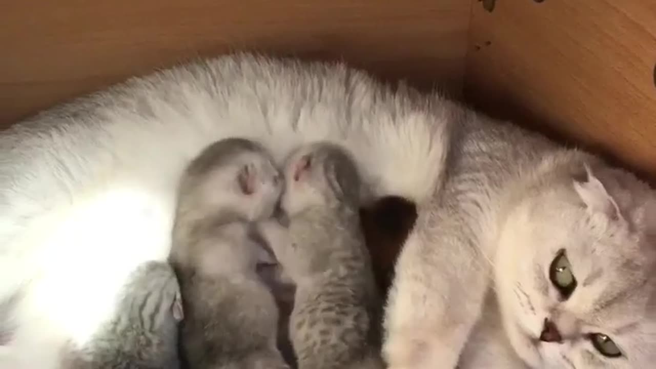 Kitties fight for mother milk