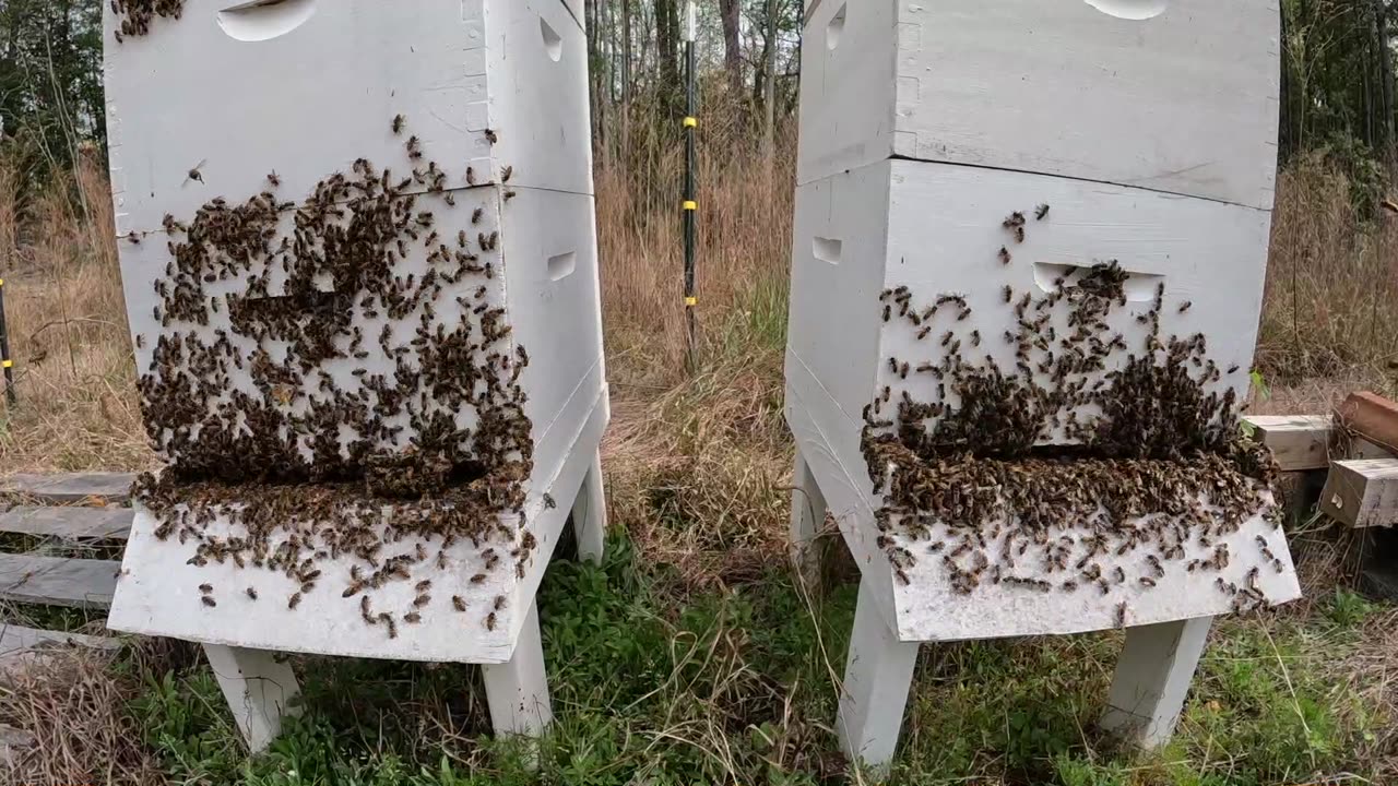 Honeybee Hives Post Inspection