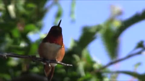 The hummingbird and the apple tree branch