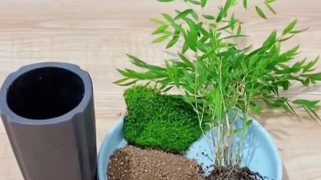 Simple green