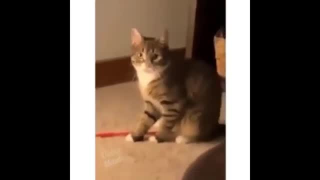 most funni cat animal vedeo