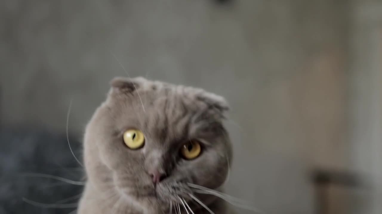 cute cat