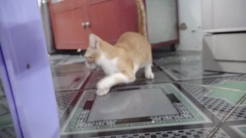 Cat Walk In Home