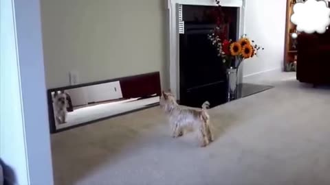 Cute baby animals cute dogs
