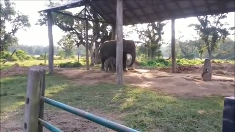 Top Ten Baby Elephants At Play