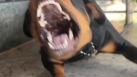 Angry rottweiler barking on owner.