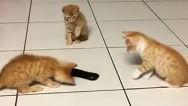 Kitten siblings take on "scary" remote control