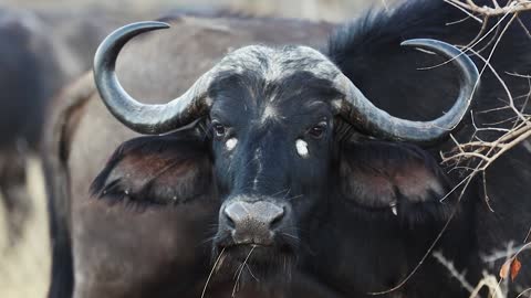 Buffalo Eating Grass Copyright Free Animal Videos