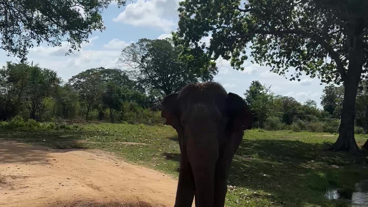 Elephant Shows Safari Tour Who's Boss