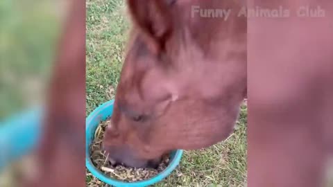 Funny Animal Videos 2022 😂