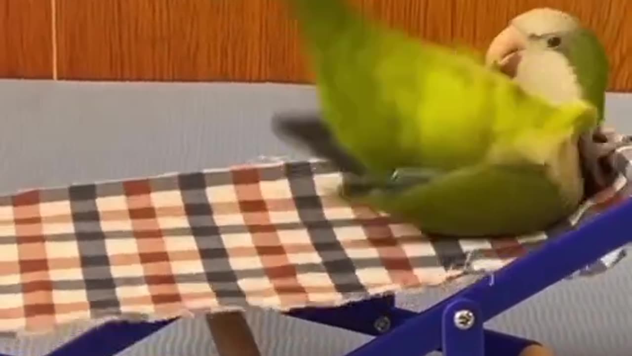 Watch the magic of parrots