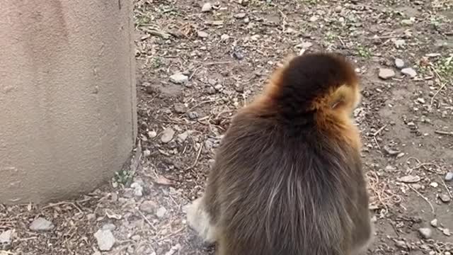 Sichuan golden monkey