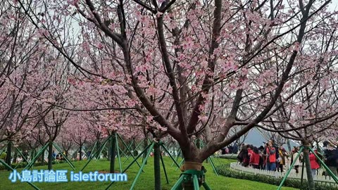 東涌櫻花園 2024 Tung Chung Cherry Blossom Garden