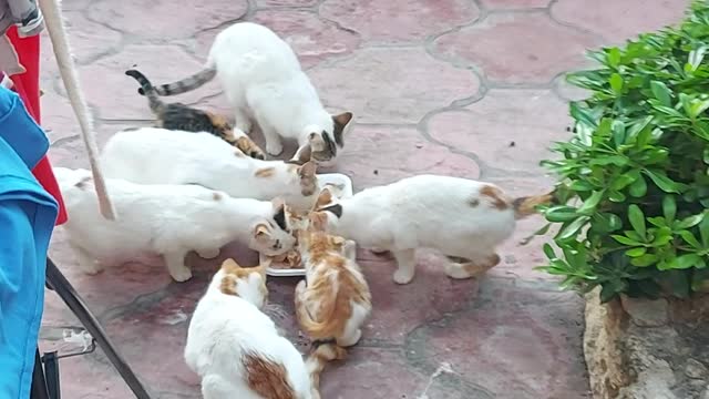 I feed the cats