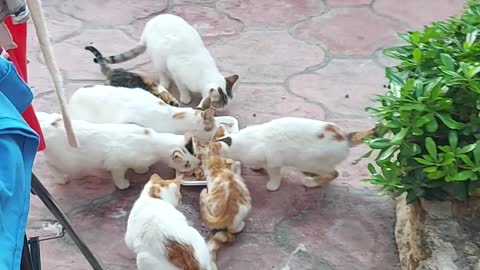 I feed the cats