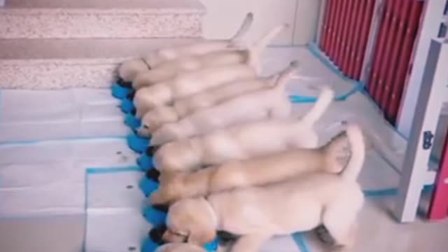 Funniest & Cutest Labrador Puppy #funny puppy videos 2022