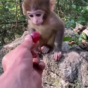 Animal monkye