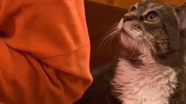 Cute cat videos to keep smiling