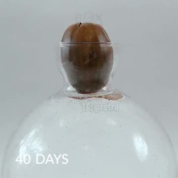 Time lapse of the acorn's growth into a small oak tree… Amazing! So much life in this world…