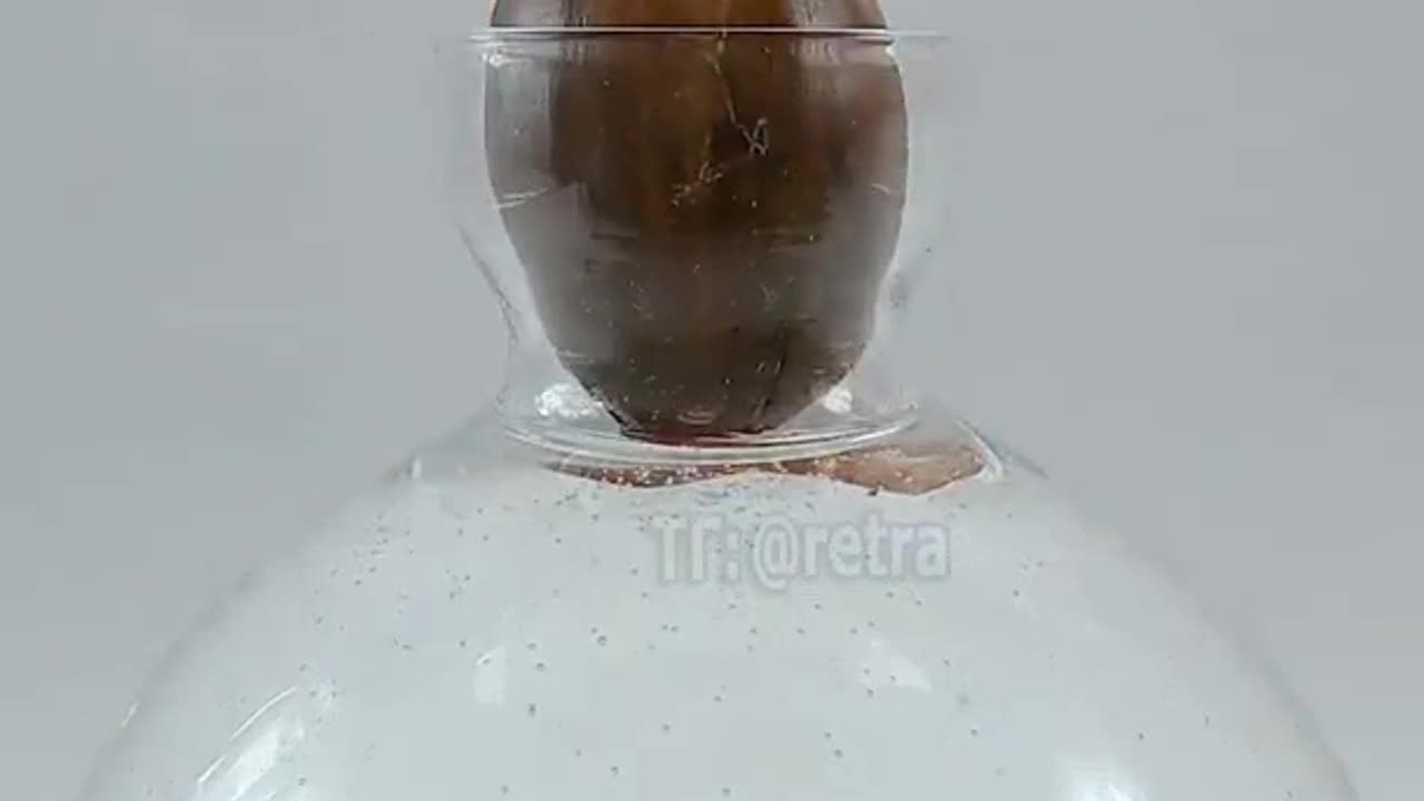 Time lapse of the acorn's growth into a small oak tree… Amazing! So much life in this world…