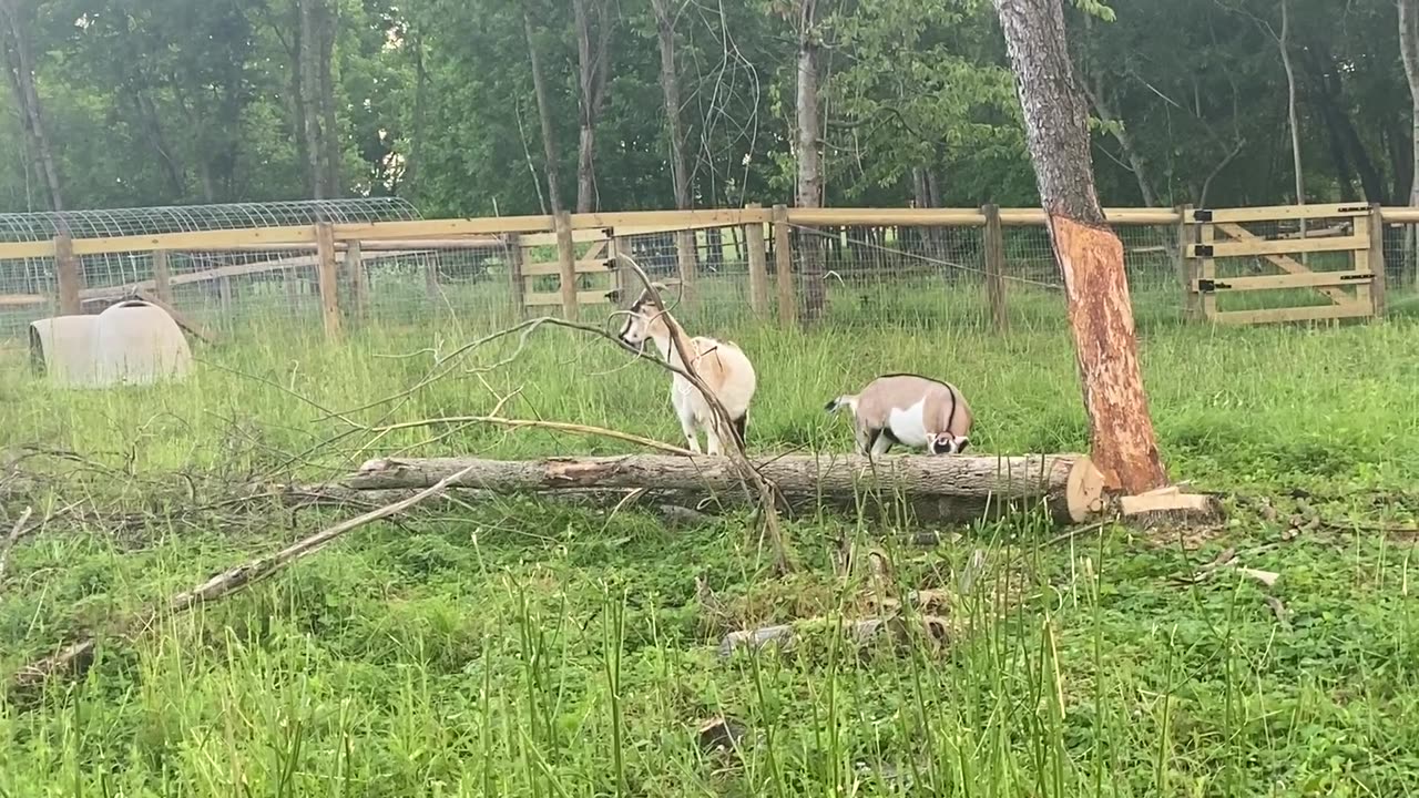 Maple Tree After Goats Ate For 5 Days 06.2022