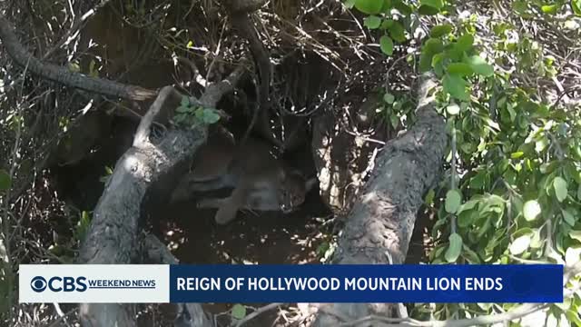 Los Angeles mountain lion P-22 euthanized by wildlife officials