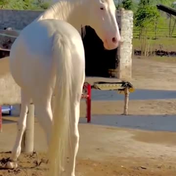 Amazing photoshoot with 🐎 horse