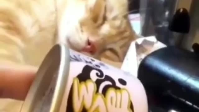 Любимый кота триггер)
