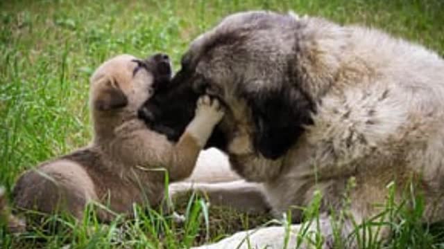 Everything you need to know about the Sarplaninac Dog!
