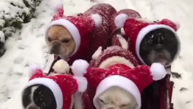 Santa's goblins are walking in the snow! 🎅🐶☃