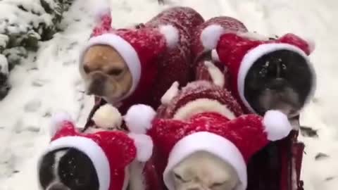 Santa's goblins are walking in the snow! 🎅🐶☃