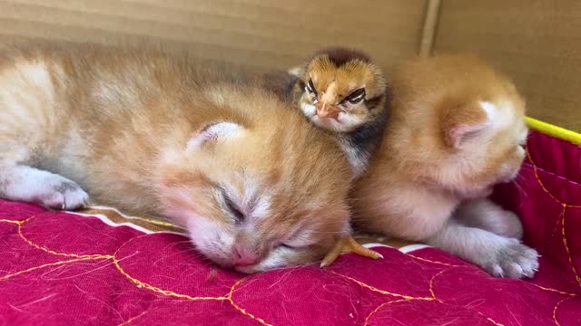 Newborn kittens and chicks sleep soundly together