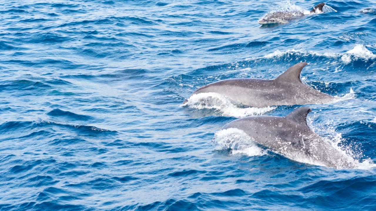 Who will win? Sloth versus Dolphin in close breath competition,