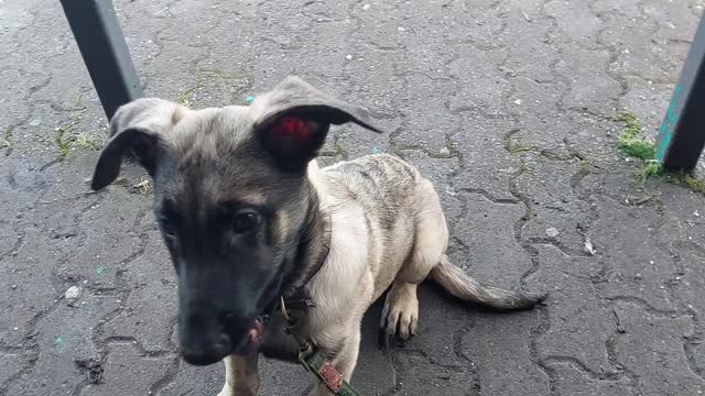 MARLY MALINOIS 🐕