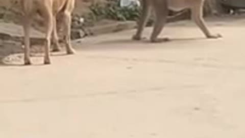 Funny Dog with Monkey