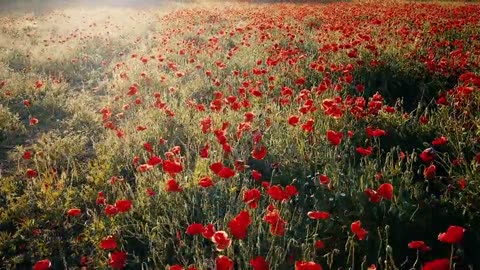 The #Mesmerizing #Charm of #RedFlowers