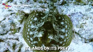 Yellow stingray : Marine animal