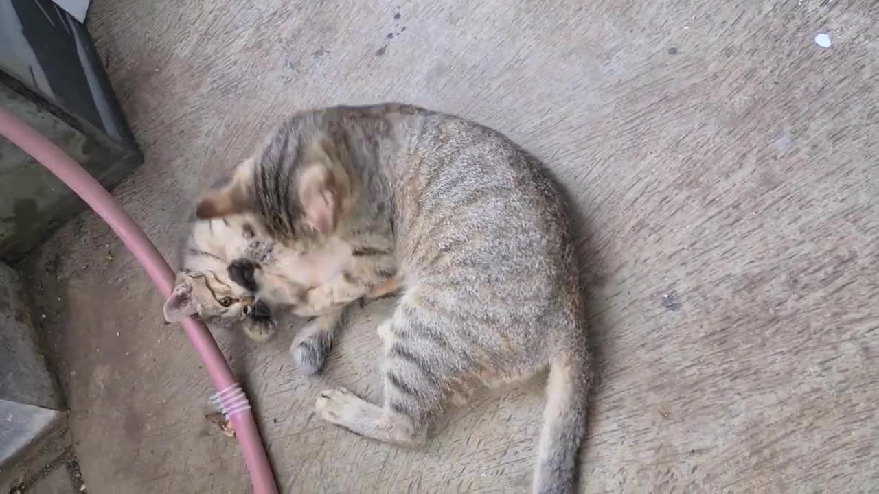 Angry mother cat punish kitten after kitten slap her sibling, kitten screaming when punished