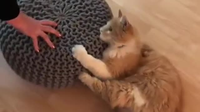 funny cat videos short