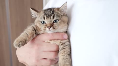 Kitten Kiki seems to be afraid of having her nails cut