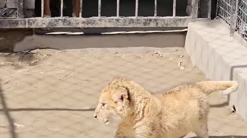 Dog want to Play with Little Lion Cub. Mrizhanwaqas143