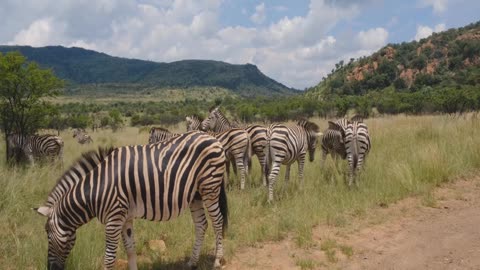 Zebras in the wild